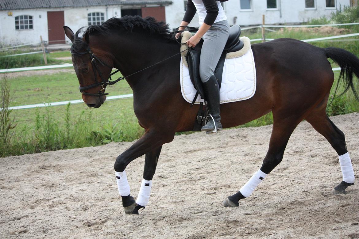 Holstener Shakira billede 16