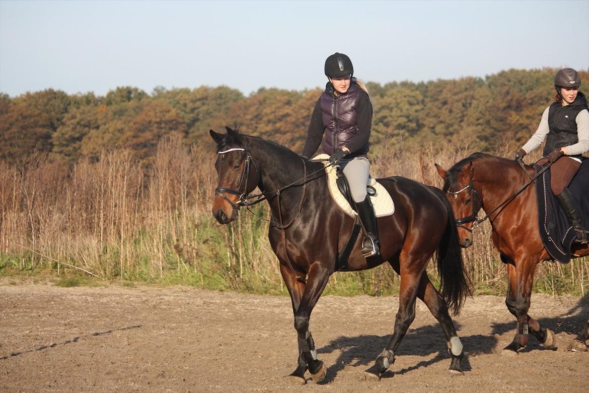 Holstener Shakira billede 17