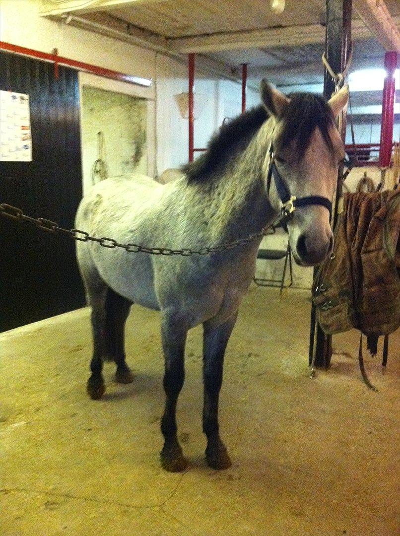 Connemara Casir   billede 3