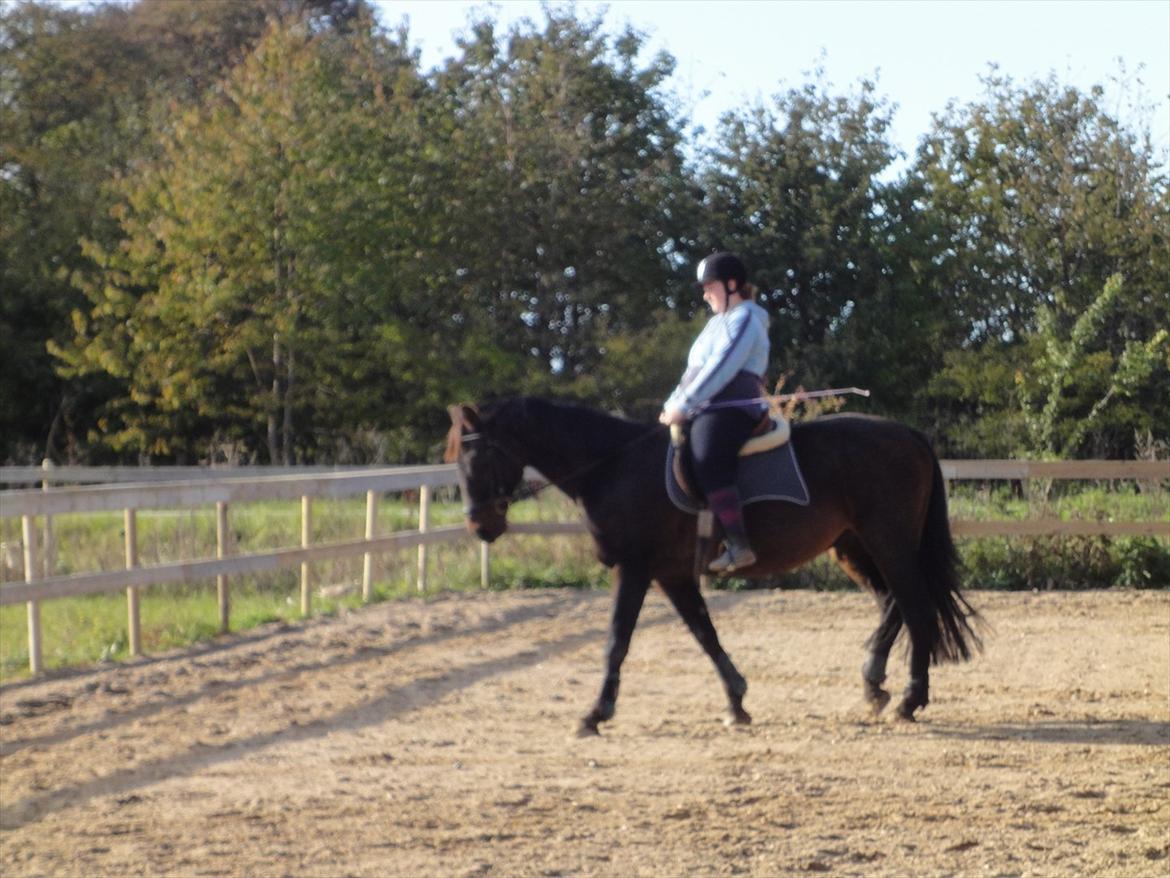 Dansk Varmblod Jutlandias Balou billede 16