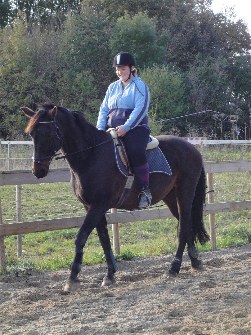 Dansk Varmblod Jutlandias Balou billede 17