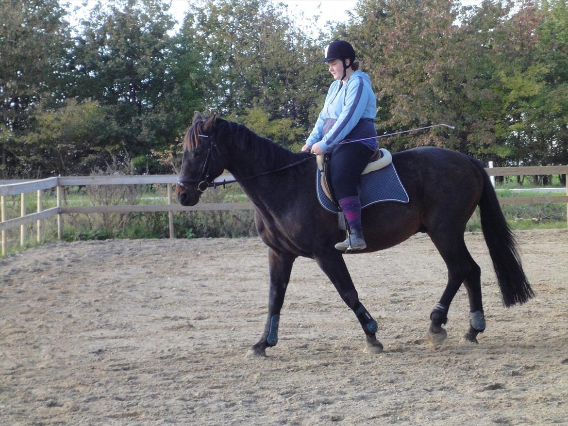 Dansk Varmblod Jutlandias Balou billede 18