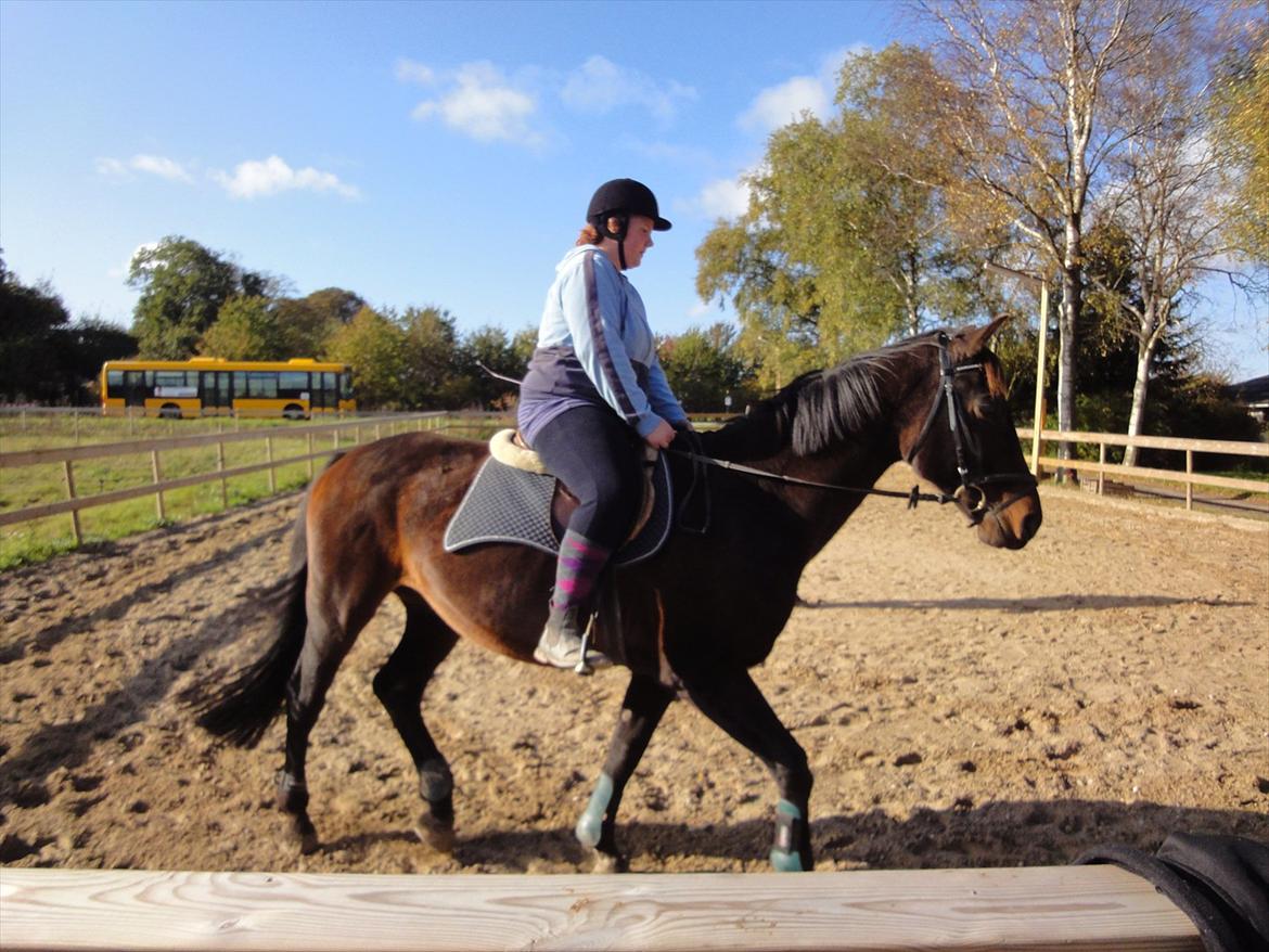 Dansk Varmblod Jutlandias Balou billede 19