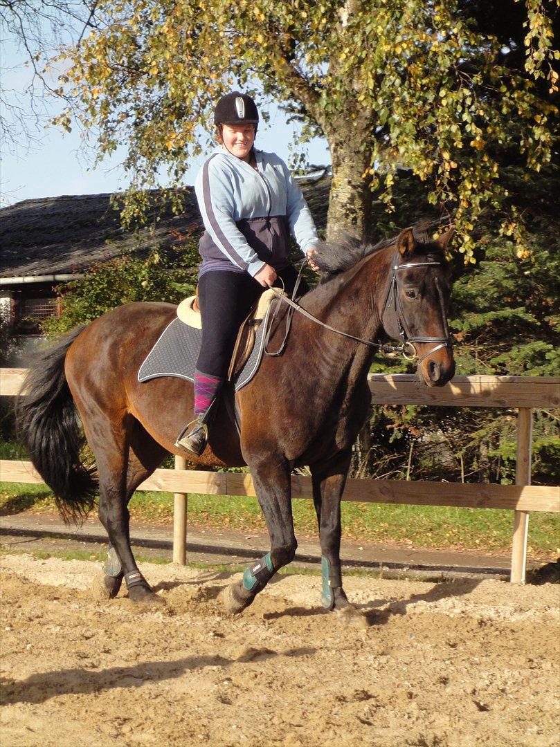 Dansk Varmblod Jutlandias Balou billede 20