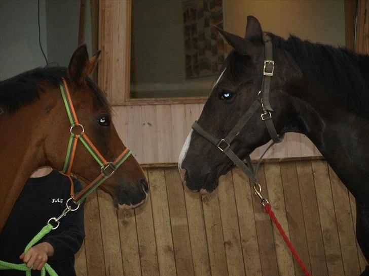 Holstener Jasmin - Jasmin og min gamle pony Fadjane 
- Jasmin bedste veninde billede 16