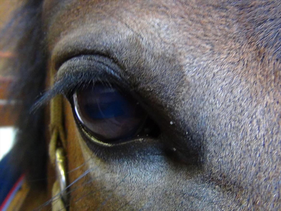 Anden særlig race Kaspar - you are the best thing in my life!<3 billede 6