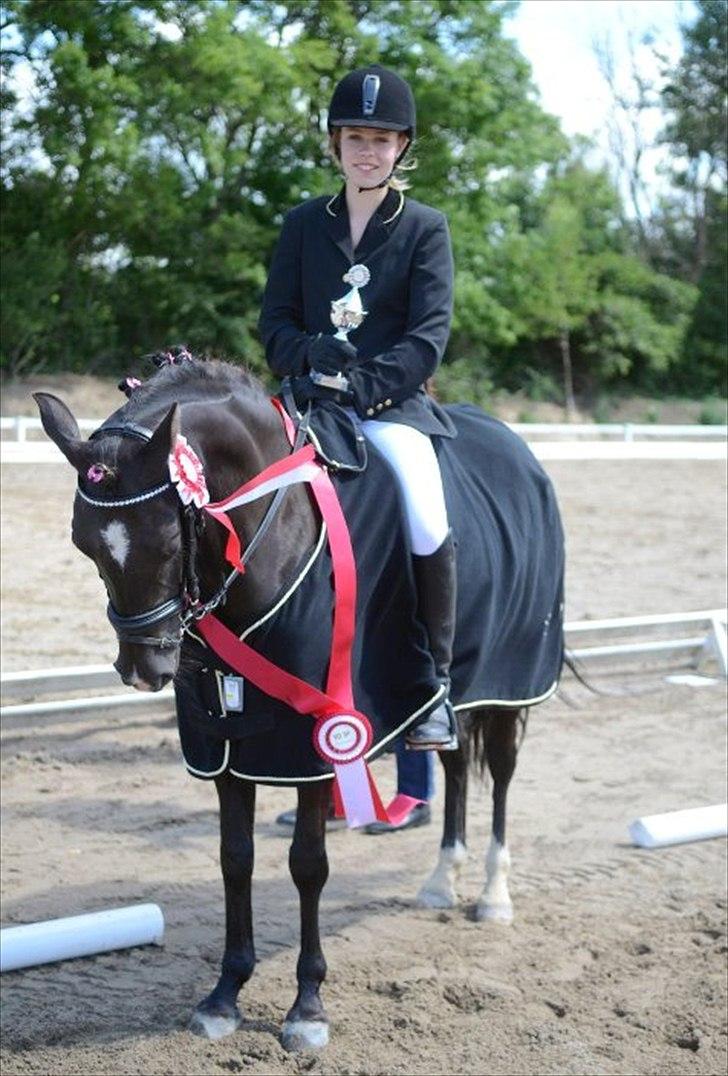 Sportsaraber (A) Lundgårds Tiger Lili billede 1