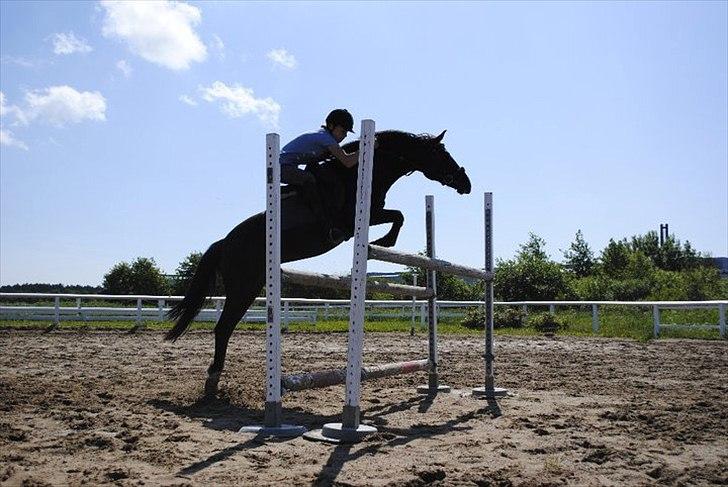 Sportsaraber (A) Lundgårds Tiger Lili billede 2