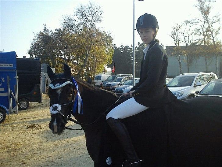 Sportsaraber (A) Lundgårds Tiger Lili billede 3