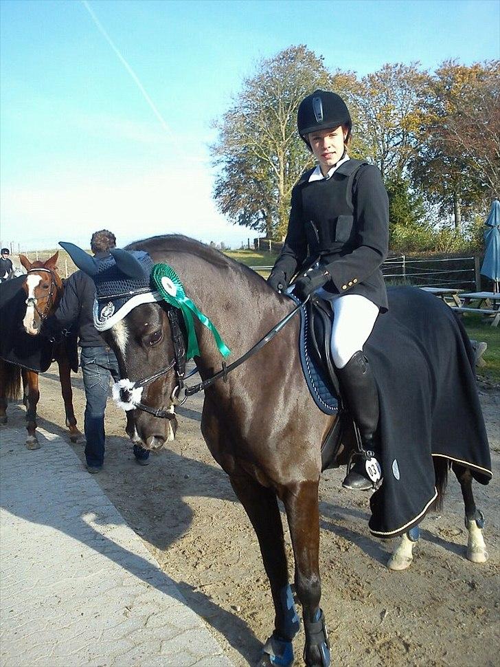 Sportsaraber (A) Lundgårds Tiger Lili billede 4