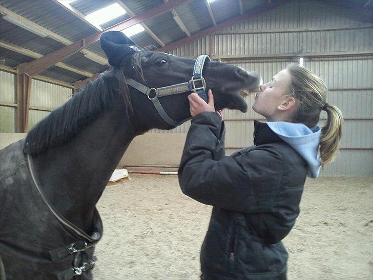 Sportsaraber (A) Lundgårds Tiger Lili billede 5