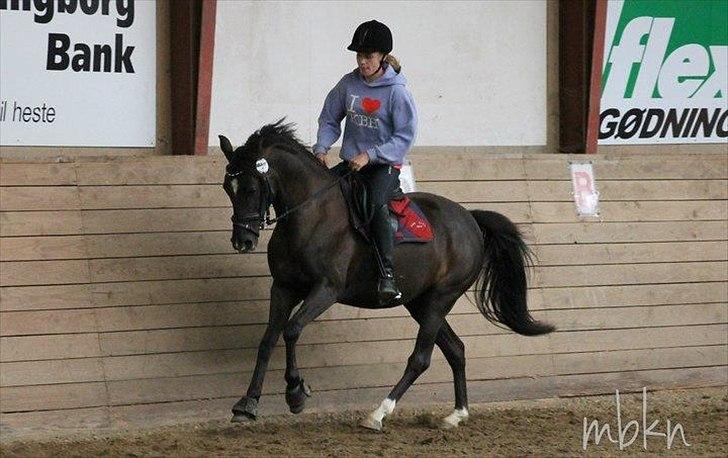 Sportsaraber (A) Lundgårds Tiger Lili billede 6
