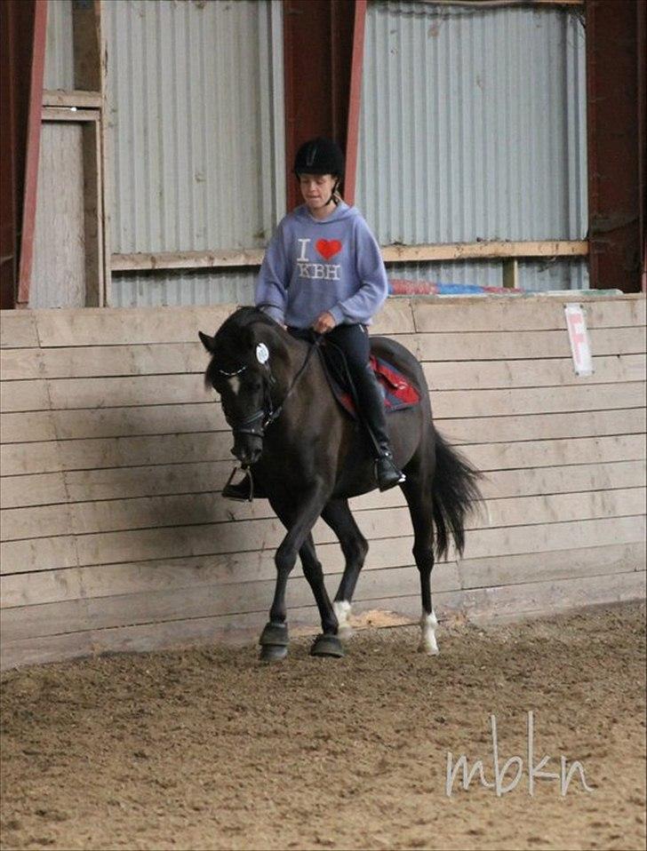Sportsaraber (A) Lundgårds Tiger Lili billede 7
