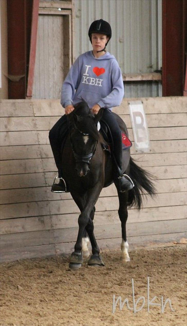Sportsaraber (A) Lundgårds Tiger Lili billede 8