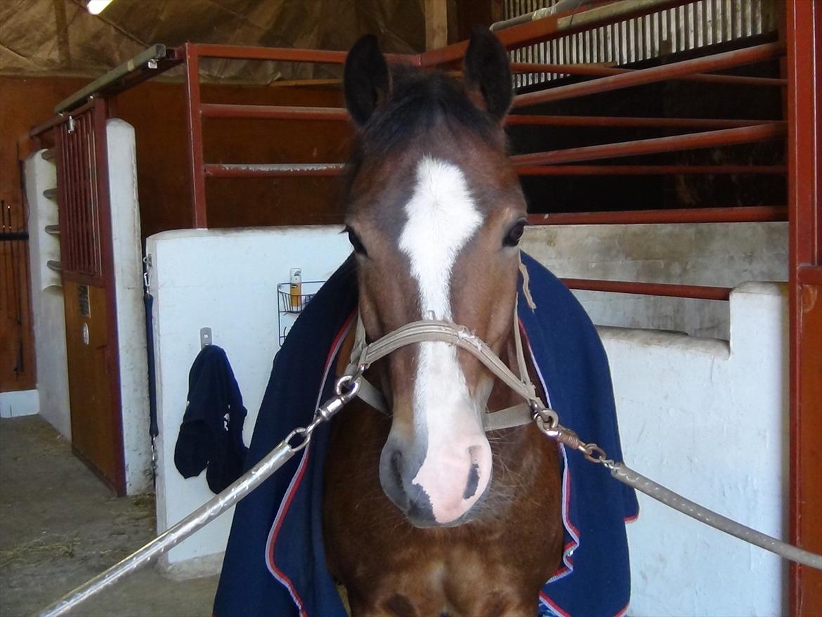 Anden særlig race Kaspar billede 14