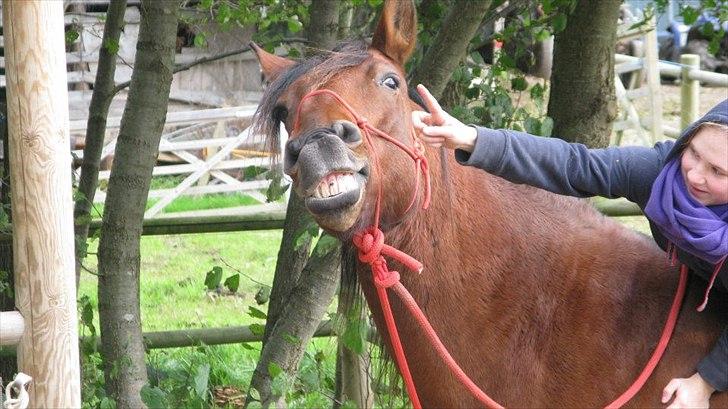 Anden særlig race Claus billede 18