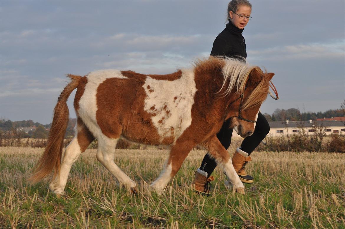 Shetlænder Sindholts Dixie - Lækker trav på stubmark første gang 22. oktober 2011
FOTOGRAF: MARIE billede 12