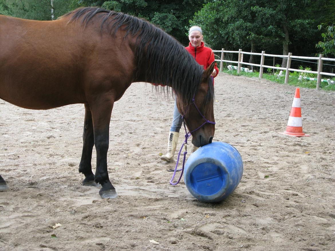 Anden særlig race Claus billede 19