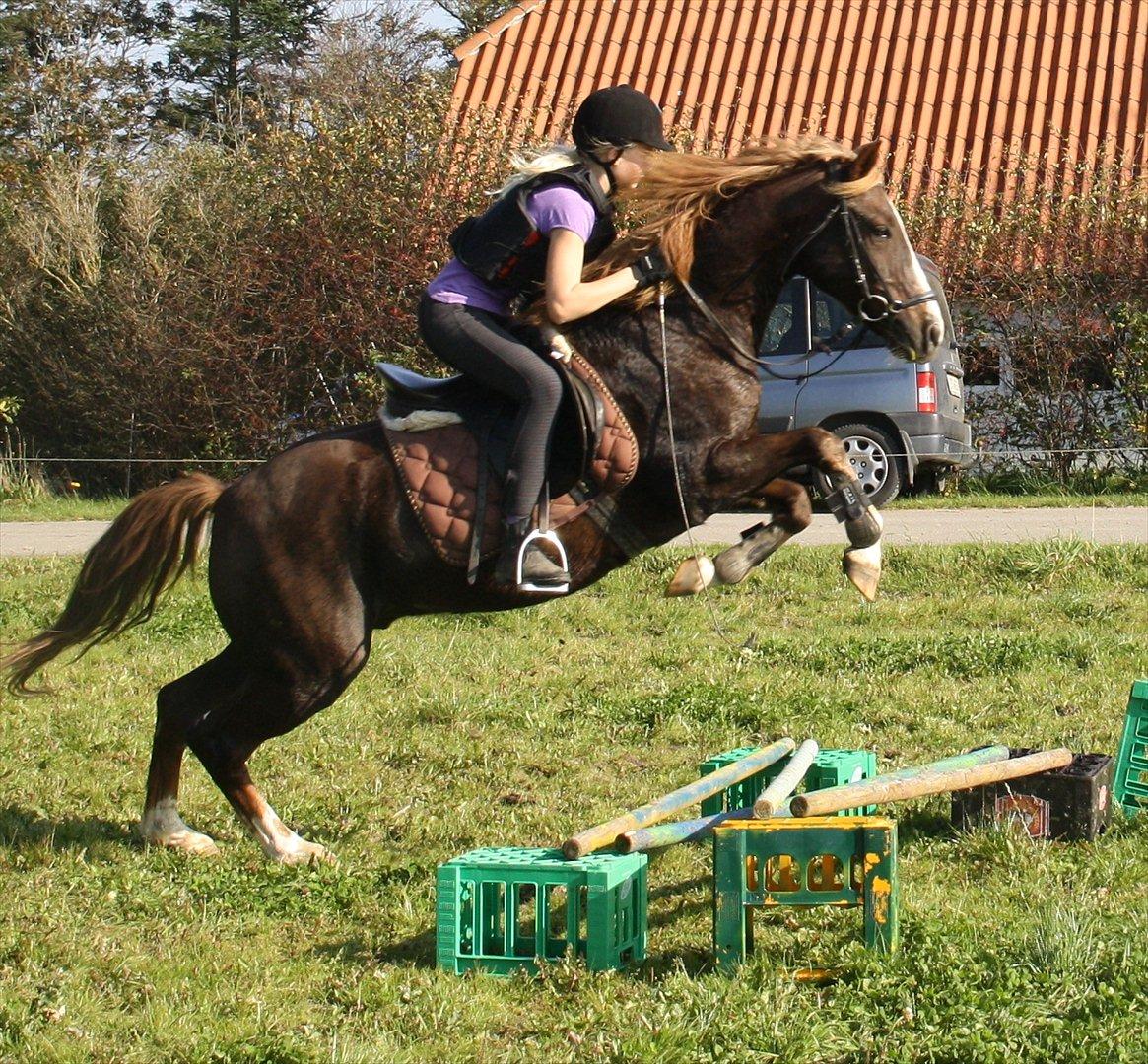 New Forest Sanchez | I miss you!<3 - Han er så skøøn at spring på!<3 billede 3