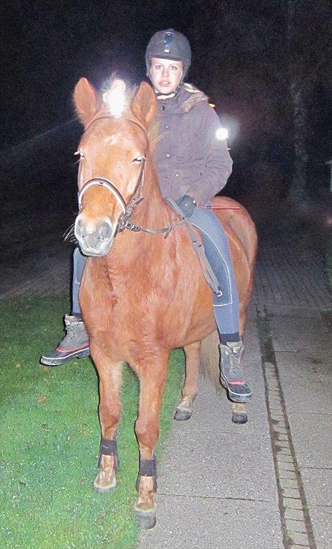 Islænder Gletta - Ikke verdens bedste billede.. Men Gletta var bare så nuttet med cykellygter i pandelokken og halen :-D
Fotograf: Lisbeth Christensen (MOR!)
Taget den 1. november 2011 billede 18