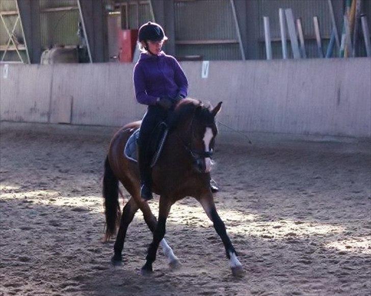 Anden særlig race Kaspar billede 2