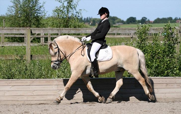 Fjordhest Kastanjegårdens Nick - Sommer 2011 <3 billede 7