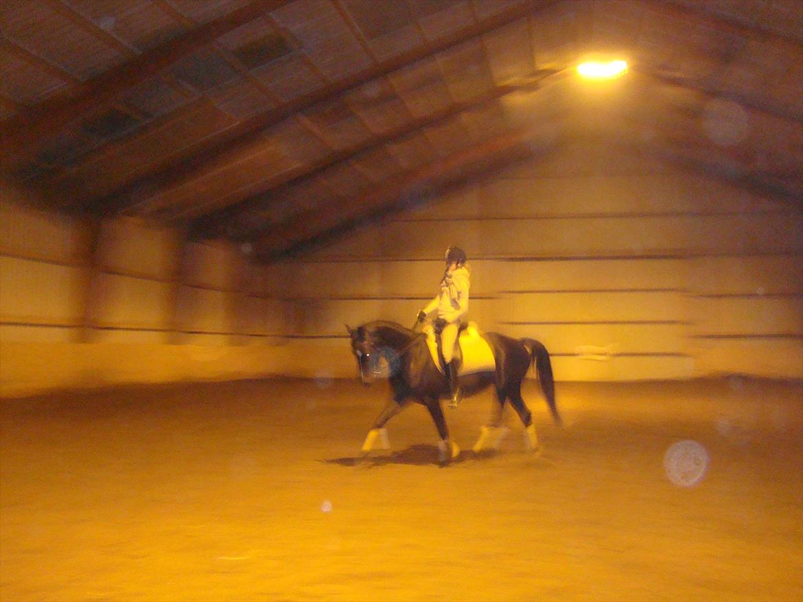 Sportsaraber (A) helleruphus pandora - vi kommer længere og længere med tilridningen billede 7