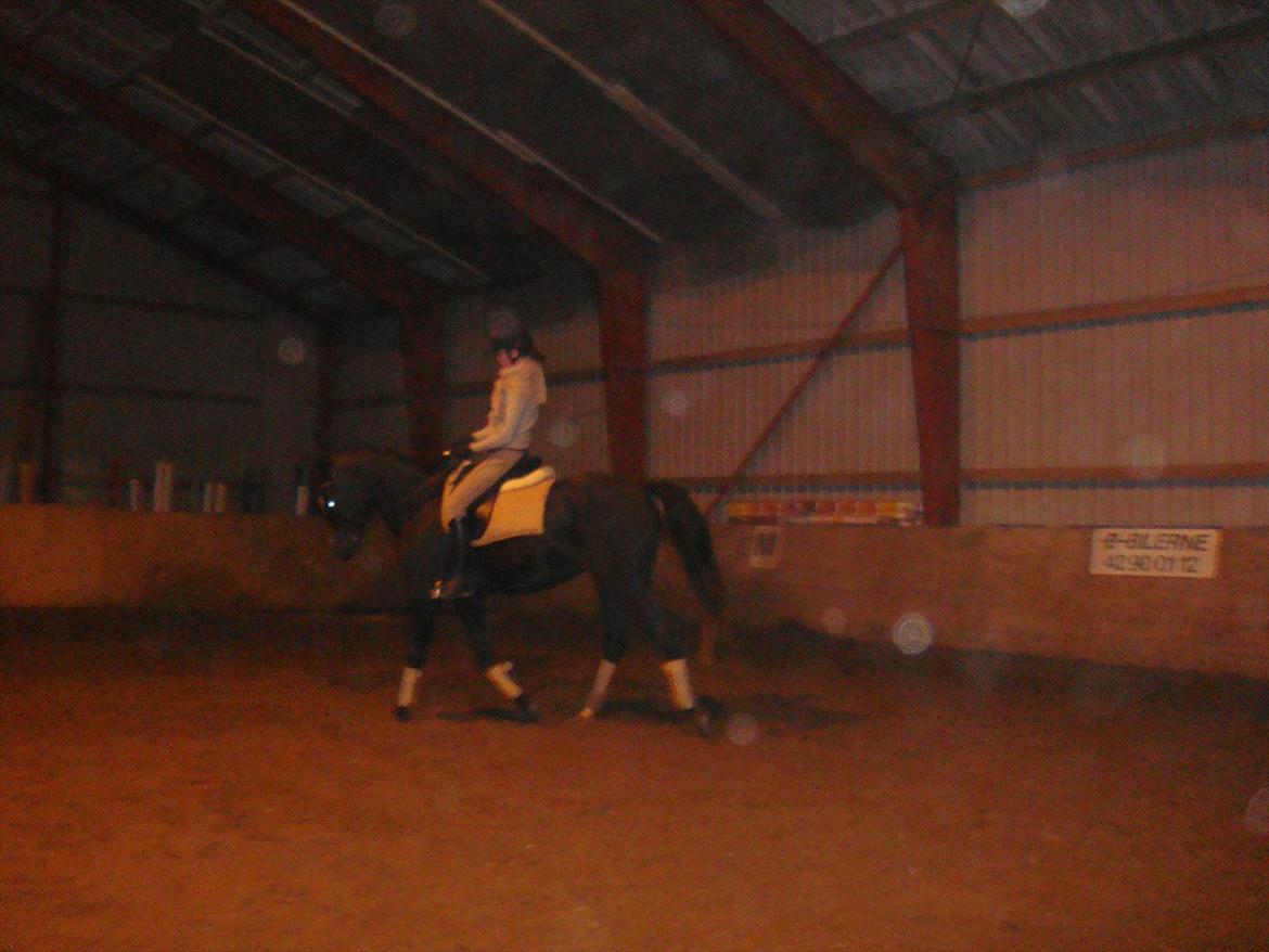 Sportsaraber (A) helleruphus pandora - åååh mor hjørnerne er det værste, der skal jeg jo runde ;) billede 8