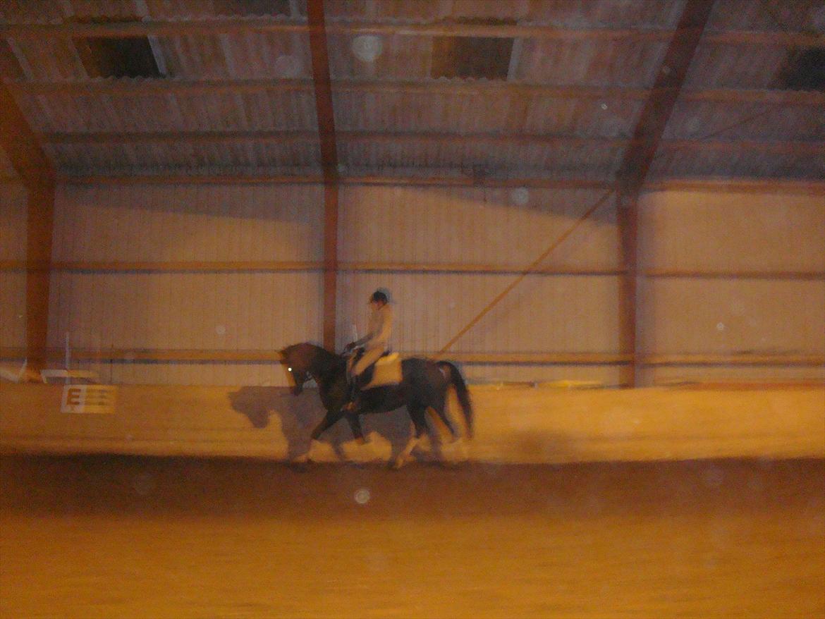 Sportsaraber (A) helleruphus pandora - lille hest der arter sig :) billede 9