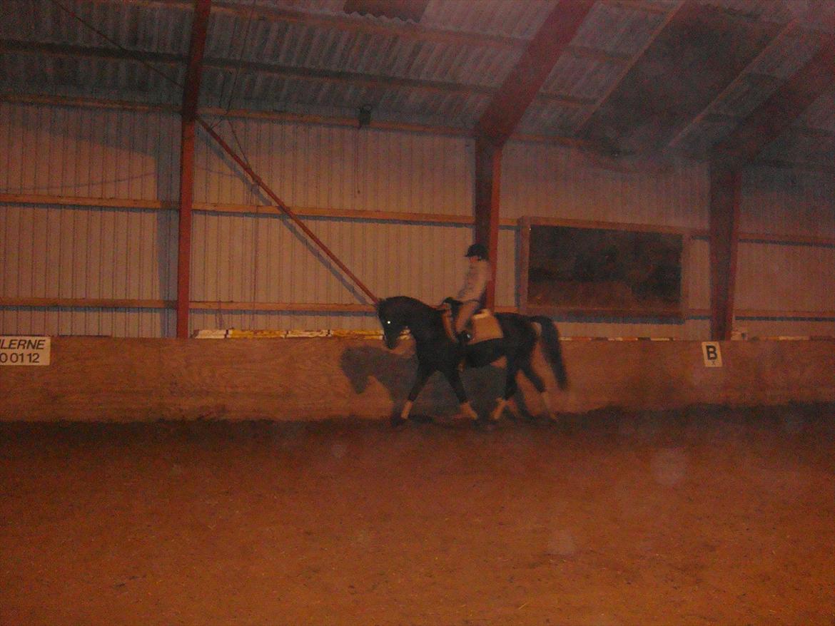 Sportsaraber (A) helleruphus pandora - hun går ikke perfekt men er ved at fange idéen om at gå til bidet billede 10