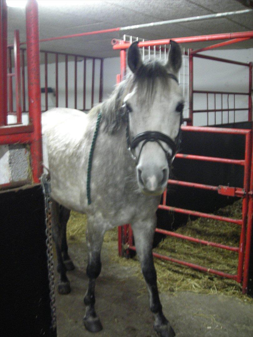 Anden særlig race Shadow billede 2