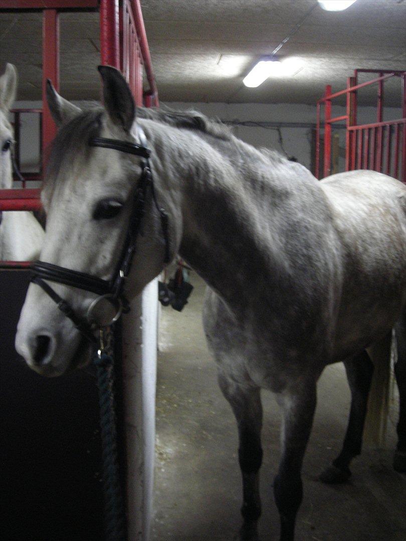 Anden særlig race Shadow billede 4