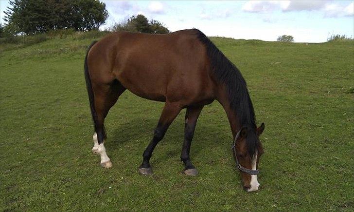Anden særlig race Pedro El Valentino billede 4