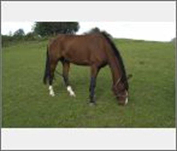 Anden særlig race Pedro El Valentino billede 5