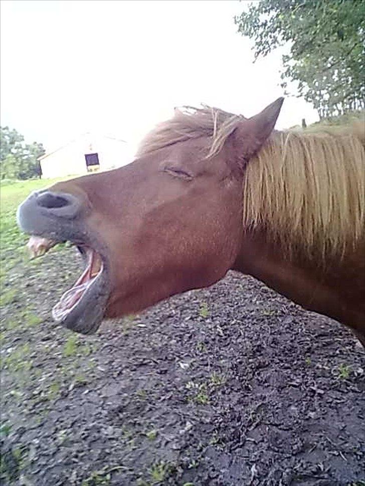 Islænder glanni - min trætte tyksak , efter ridetur .. billede 1