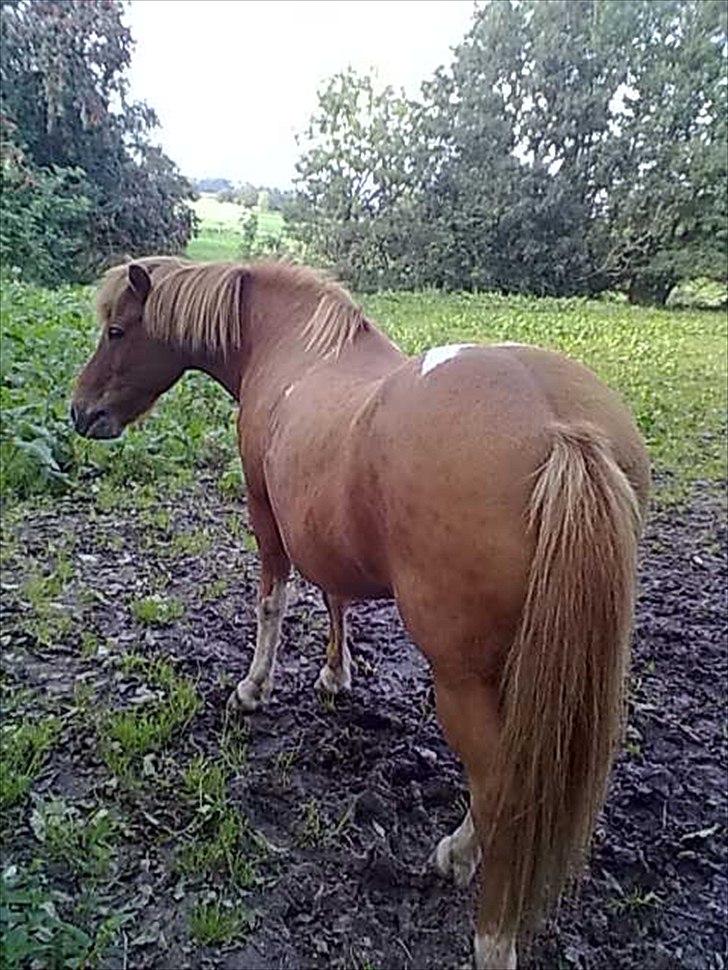 Islænder glanni - min gamle halv part .. er begyndt på efterskole , så ser ham ikke så tit .. trist.. billede 2