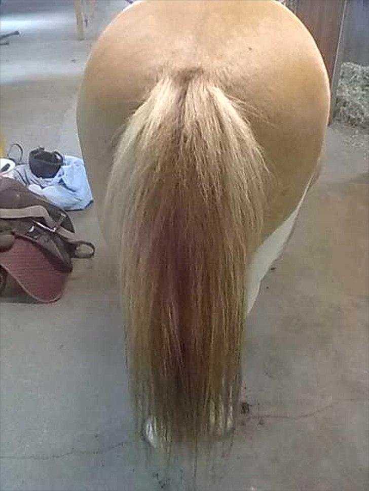 Islænder glanni - glanni's fine tykke hale billede 3