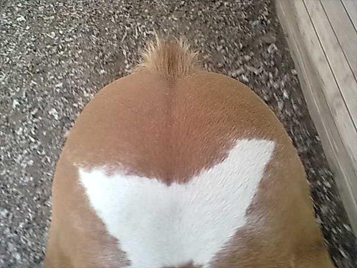 Islænder glanni - glanni's "flagermus" ..
syntes den er så kær ...  billede 4