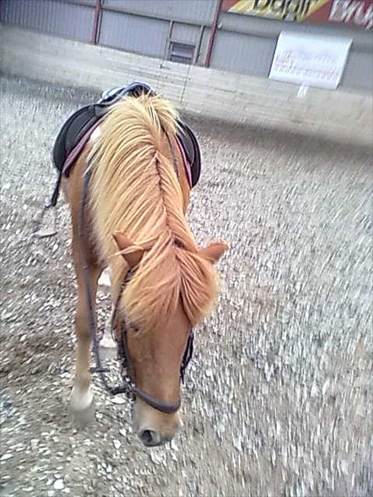 Islænder glanni - afskridtning efter meget hård ridetime ... miss you... billede 5