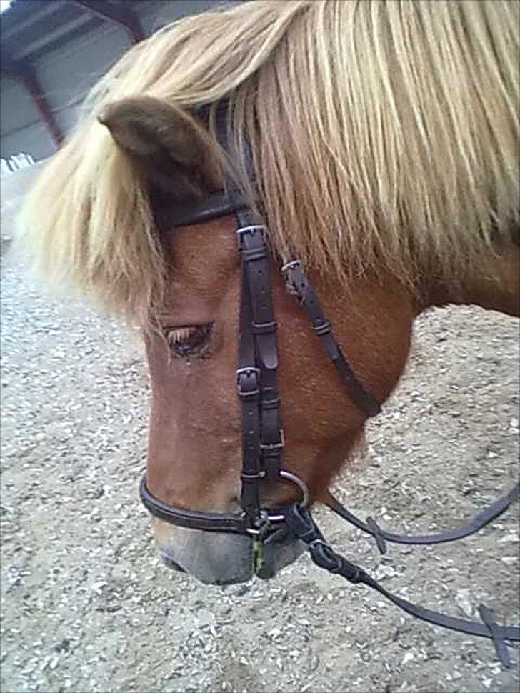 Islænder glanni - træt og udmattede glanni i ride hus .
  billede 6