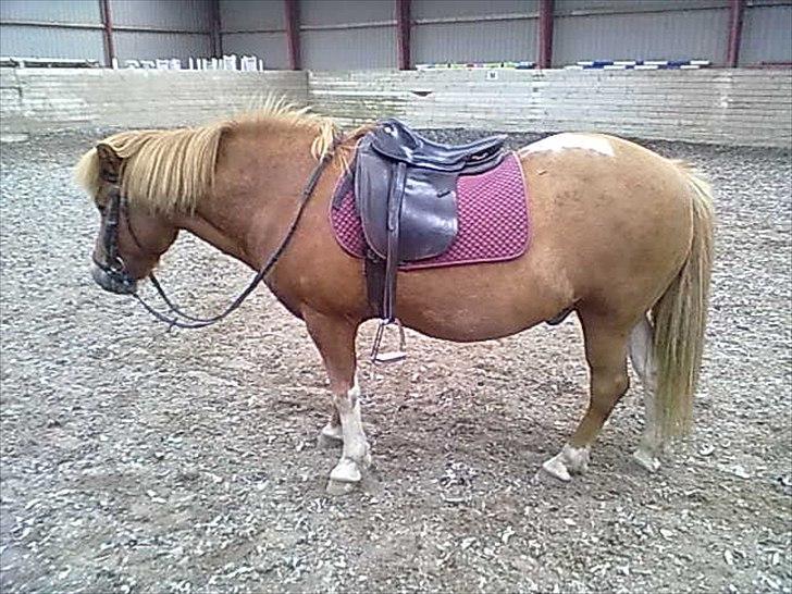 Islænder glanni - ville gerne se hvor tyk han så ud på billeder .... 
hmm .. TYK!!!! billede 7