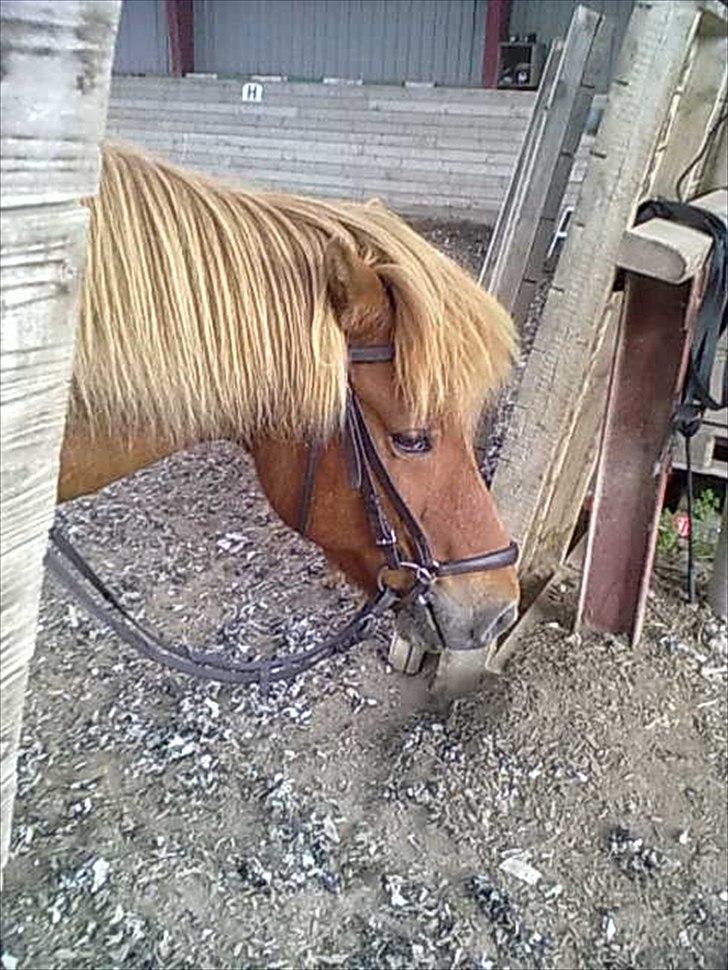 Islænder glanni - HJÆLP...
 min hest prøver at stikke af ..
 i slow motion billede 8