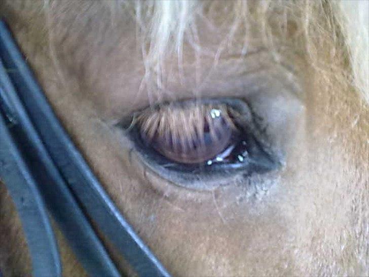 Islænder glanni - glanni's altid sorgmodige øjne.. 
blir altid lidt trist af hans øjne ..
selv når han er glad ser han sådan ud.... billede 9