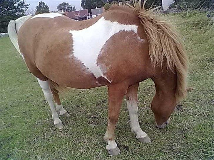 Islænder glanni - glanni på fold ...
æde dolk .. hehe... han er nu dejllig billede 10