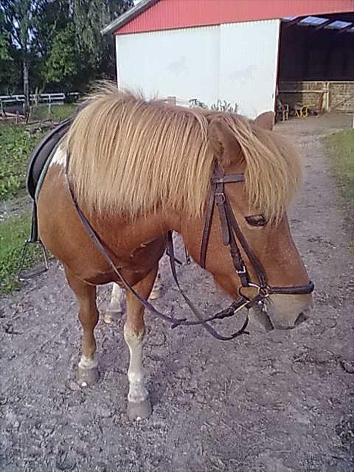 Islænder glanni - tilbage fra lettere tulle tur ..
vi var begge trætte.. 
det var nu hyggeligt billede 12