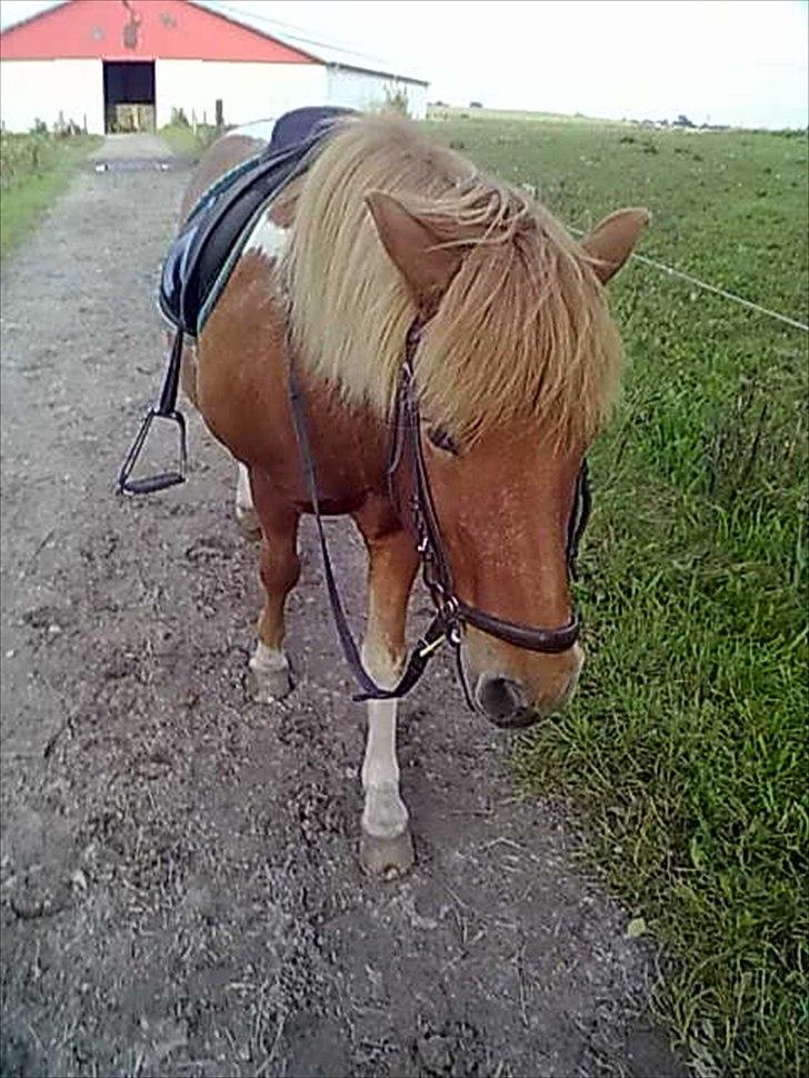 Islænder glanni - og vi går og går og går billede 13