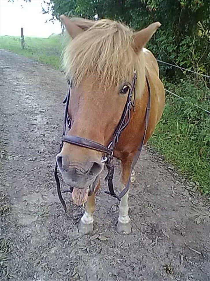 Islænder glanni - glanni gaber højlydt .. læg lige mærke til hans tunge billede 14