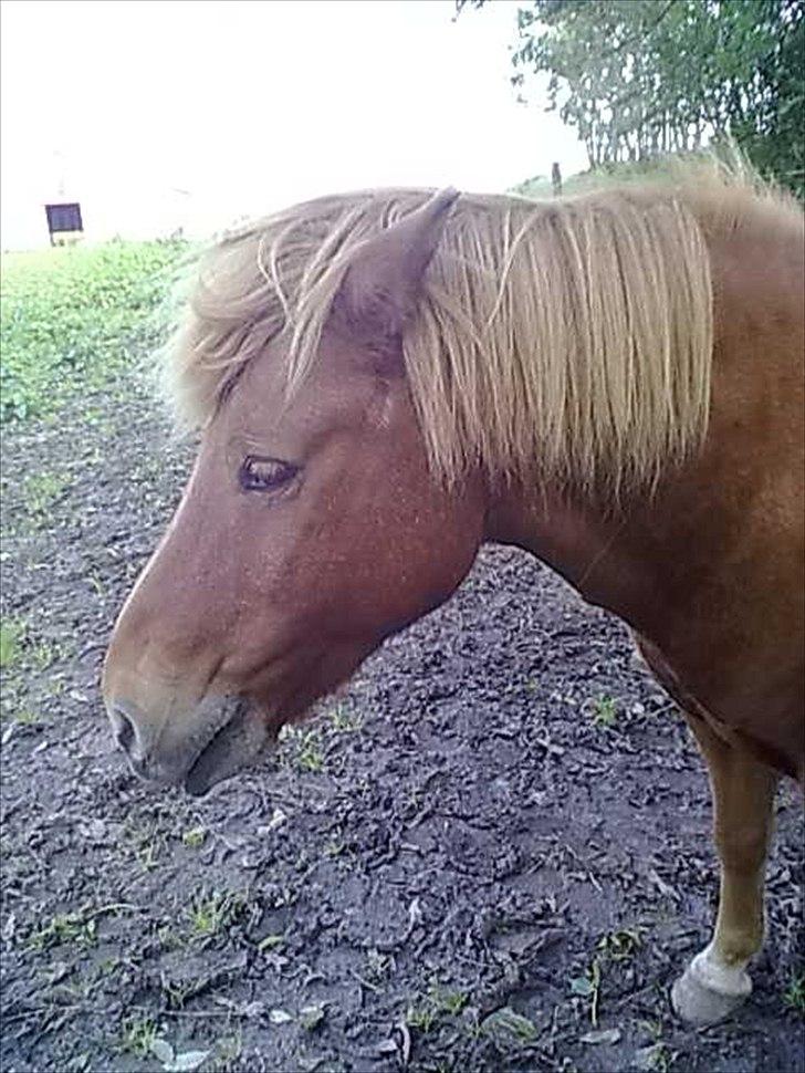 Islænder glanni - træt og på fold billede 15