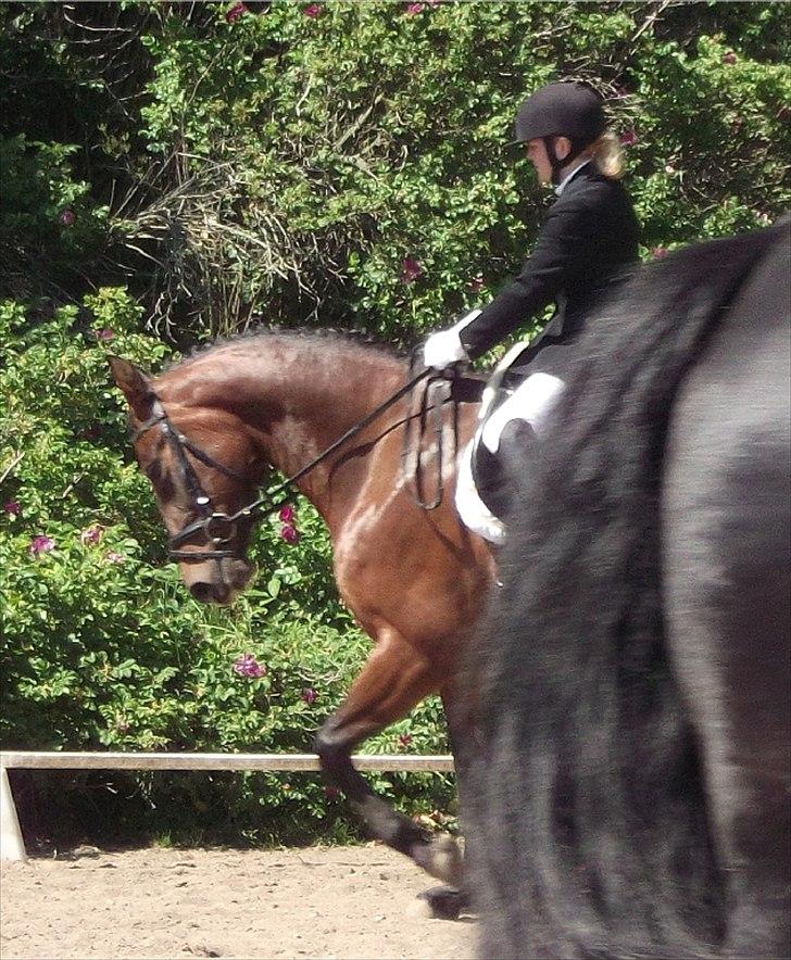 Anden særlig race Dalshøj Malina - Til 4-års gangartklasse billede 1