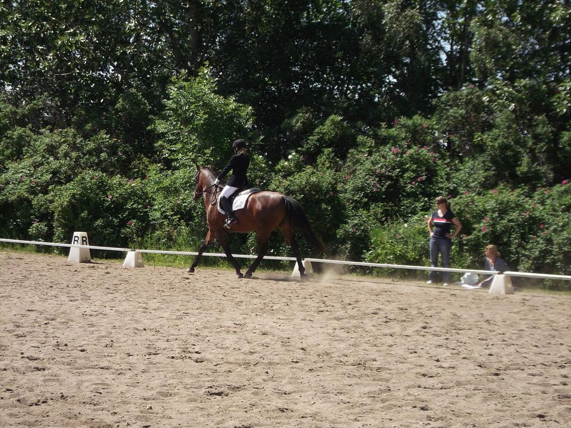 Anden særlig race Dalshøj Malina - Til 4-års gangartklasse billede 3